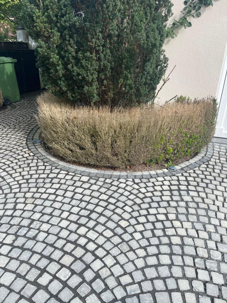 Beschädigte Außenanlage in Grünwald vor Neupflanzung nach Schädlingsbefall (1/2)